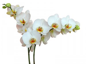 Fotooboi Cvety (122)